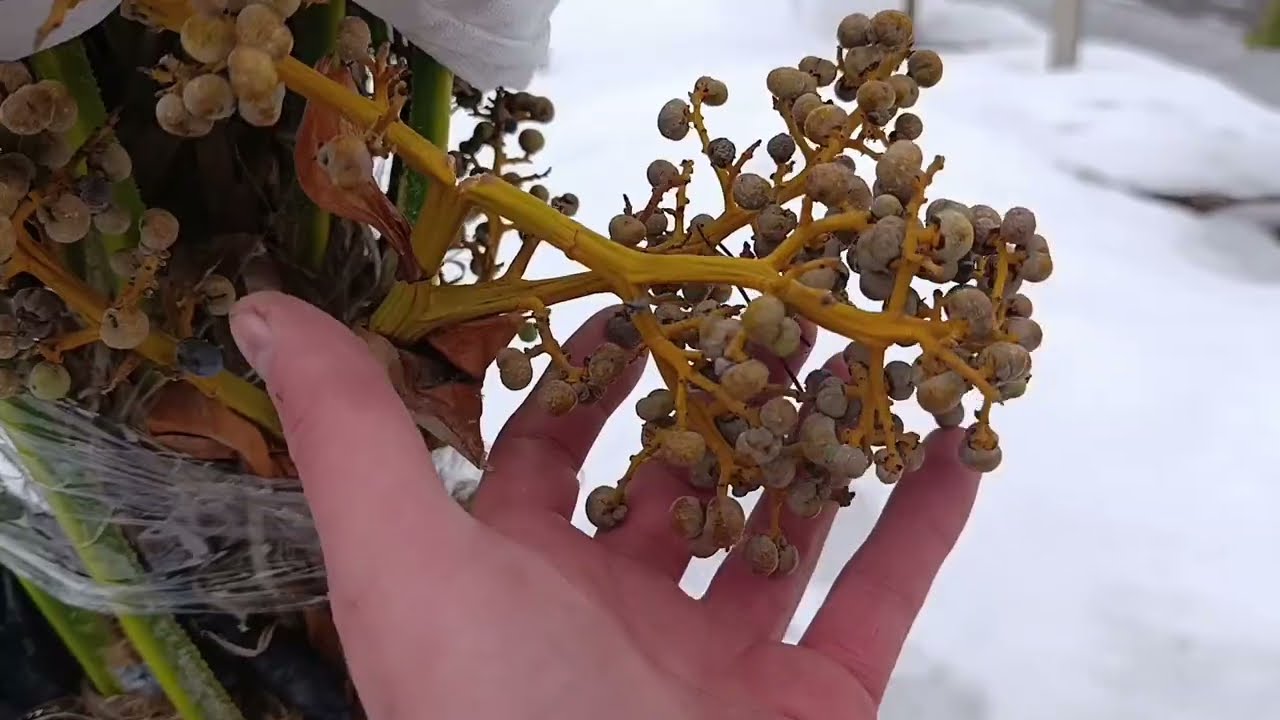 Odwilż. Po 2 miesiącach uwalniam trachycarpusy z styrobud. 