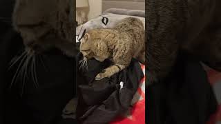 Maya The Cute And Curious Catmayas Daily Routines Imaya