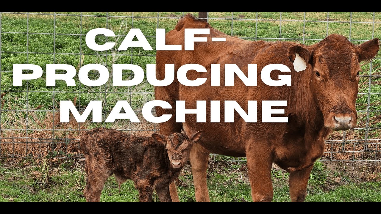 Calf-Producing Machine: Big Red - Two Healthy Calves in Two Years! 🐮👶 ...