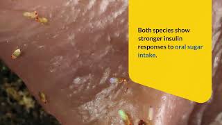 New Insights Into Nutritional Control Of Insulin From Fruit Flies To Humans And Diabetes Research