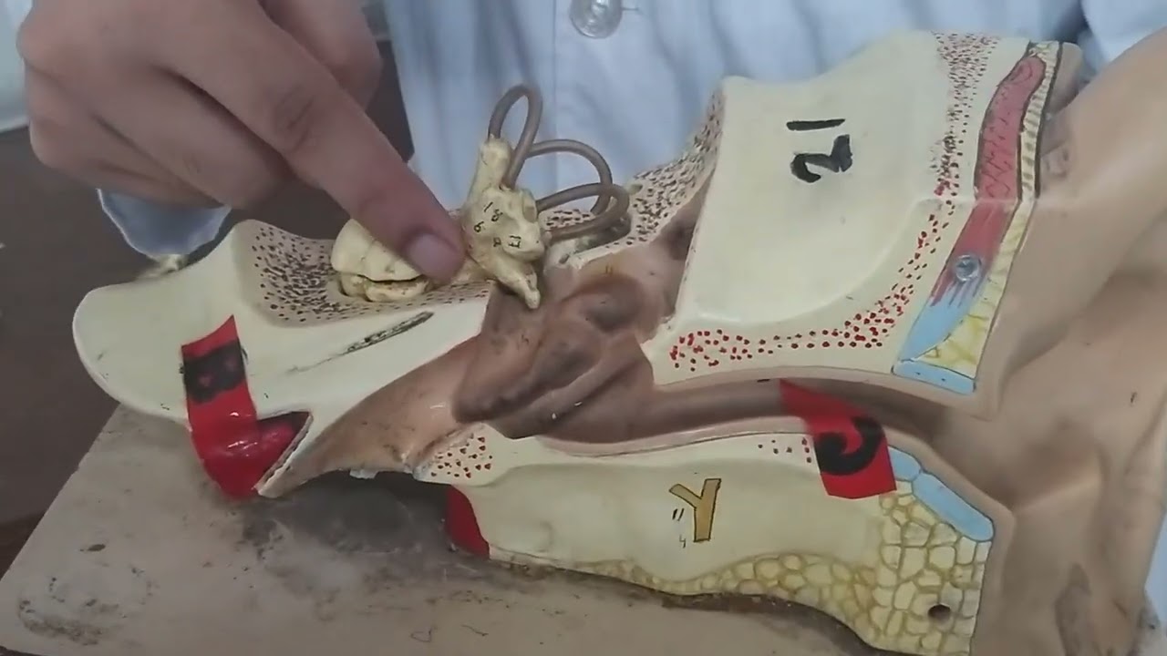 Demo of ear model in bangla