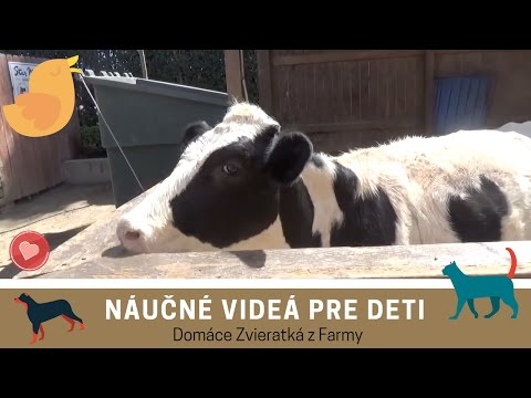 Video: Čo robiť v núdzi pre domáce zvieratá