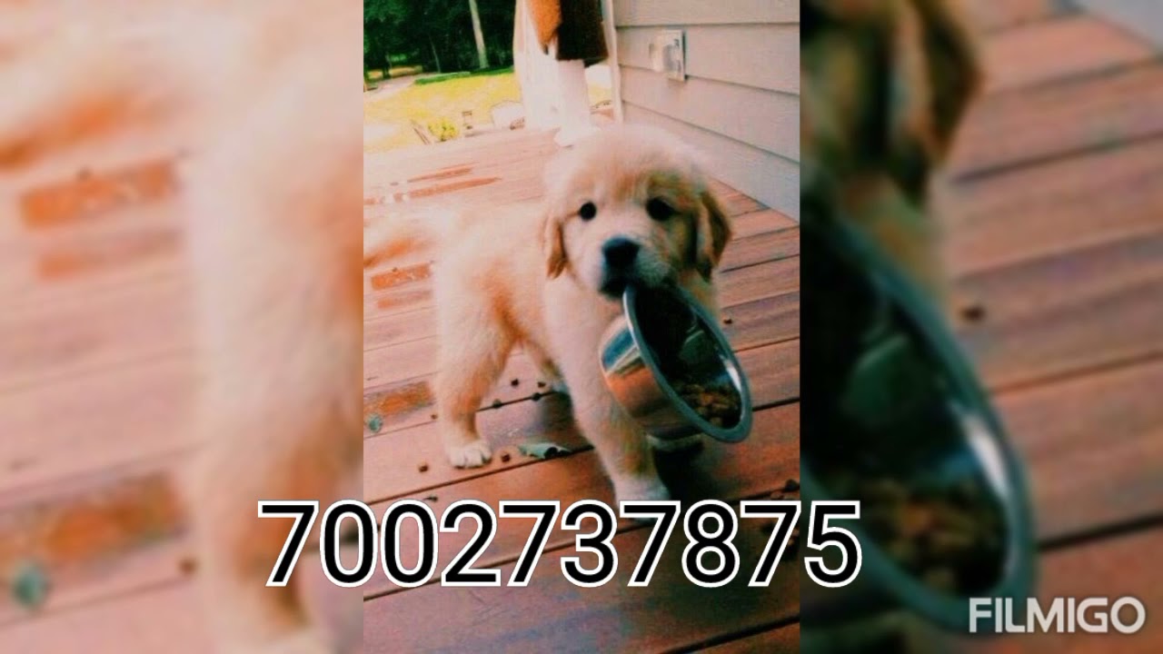 pets shop in Guwahati YouTube