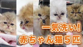 お尻を汚したので赤ちゃん猫匹を一気に洗います