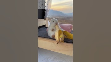 Thỏ em ăn chuối #shorts
