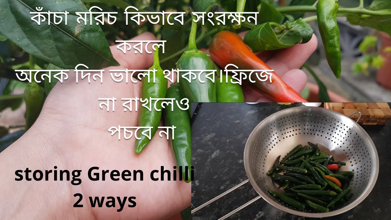 How to store green chilli with and without fridge for long time।কাঁচা