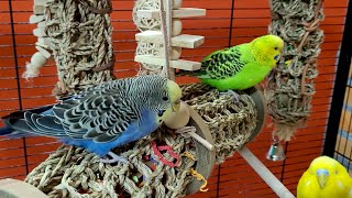 Budgie Sounds For Relaxation
