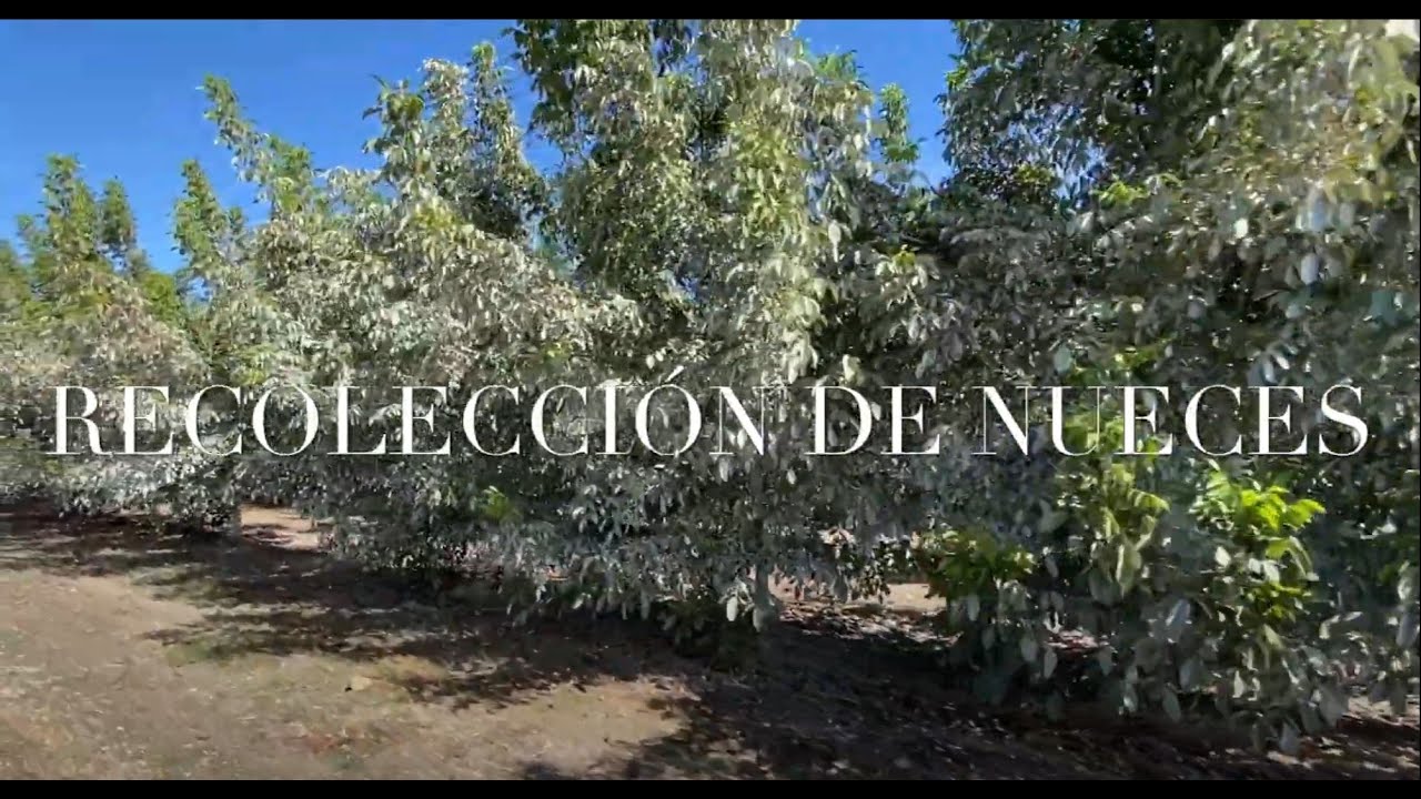2021 Recolección Nueces - Robles Estepa