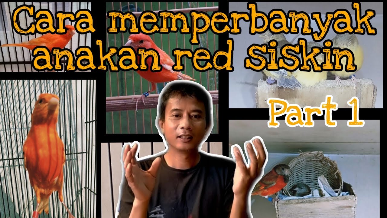 Cara memperbanyak anakan red siskin dengan metode babu angrem part 1