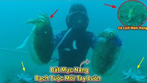 Lặn Biển Cách Cảng LaGi Bình Ty_8 Hải Lý Bắt Mực Nang_Bạch Tuộc Mỏi Tay /Tập 142 #lặnbắthảisản