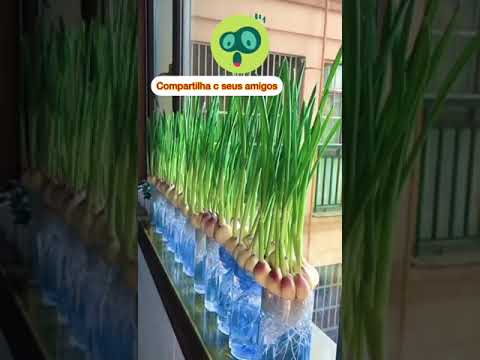 Vídeo: Jardinagem no porão - Dicas para cultivar vegetais em um porão
