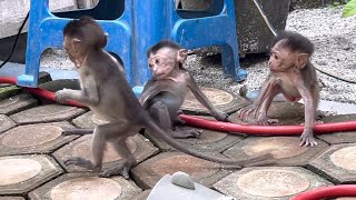 four little monkeys are forming a troop and choosing a group leader