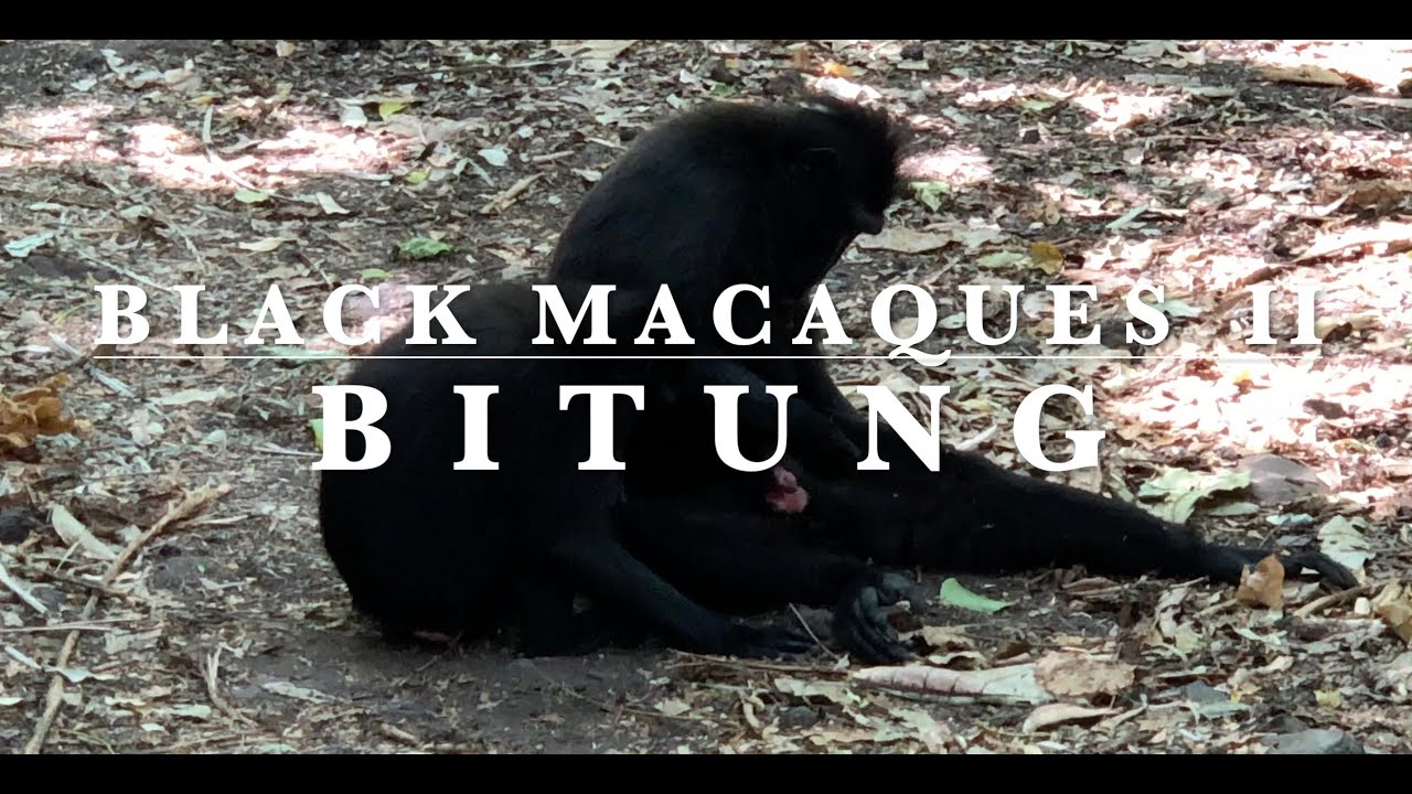 Crested Black Macaques Bitung II - Celebes Black Macaques - Sulawesi - Indonesia