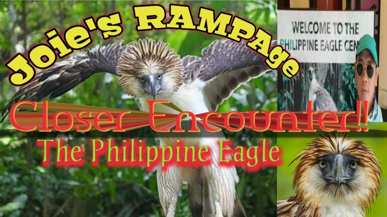 A Closer Encounter with the Philippine Eagle