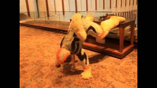 Fwa 2014All In The Familyla Twerk