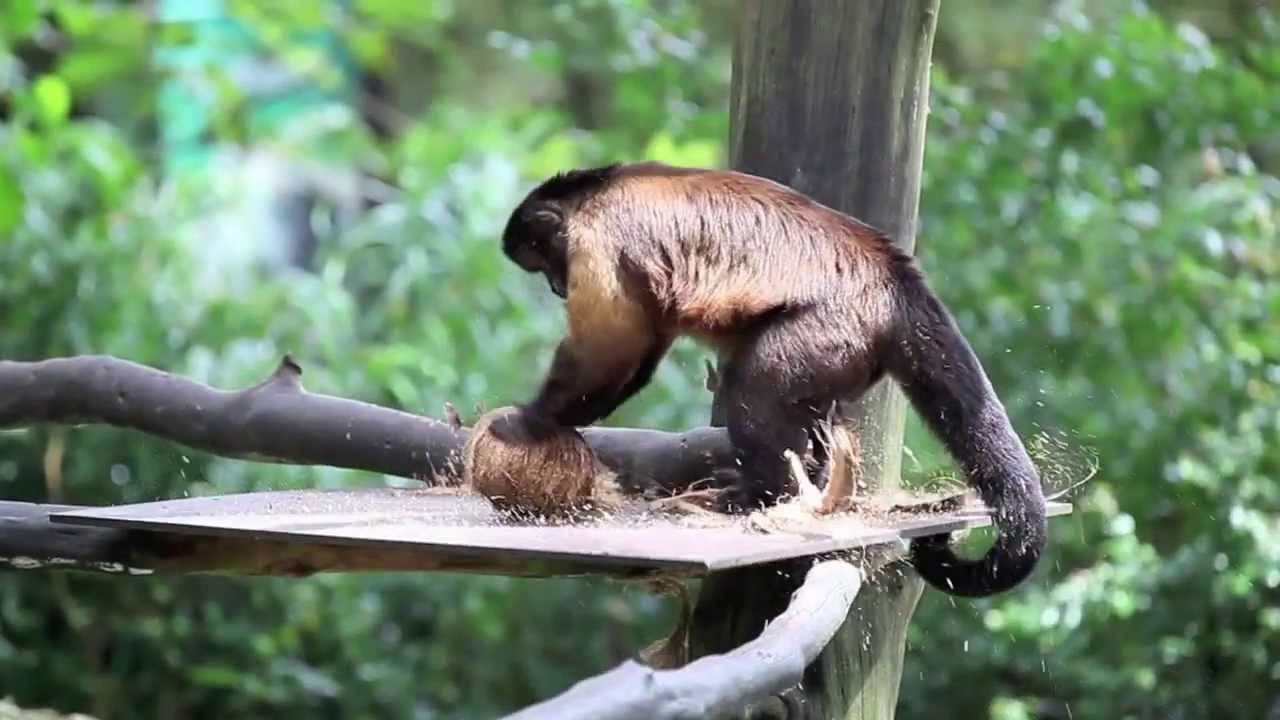 What Animals Eat Coconut