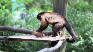 Monkeys break open a coconut