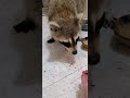 Gotta put your paws in... everything 🦝