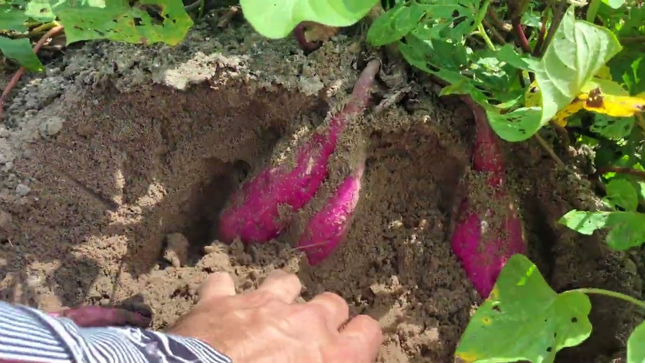 Dica fácil de como plantar batata doce 