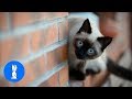 Siamese Kittens Playing - Cute Compilation