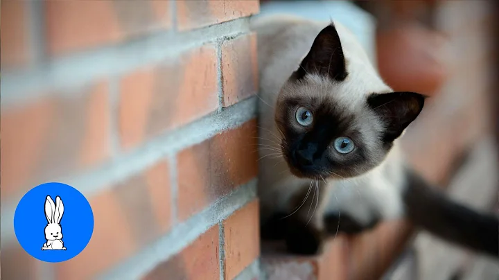 Watch the video about Siamese Kittens Playing - Cute Compilation