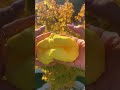 Lemon scented slime fun! #slime #lemonade #mermaid #kidtoys #slimeshop #asmr