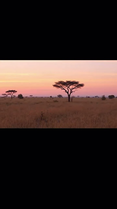 The beautiful African sunset. #africa #veiws #safari #rainforest #wildlife #nature  #sunset #love