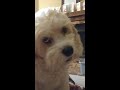 ❤️🐶Scratching Cody the cavachon's ears🐶❤️