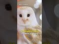 Owls’ Incredible Head-Turning Ability!