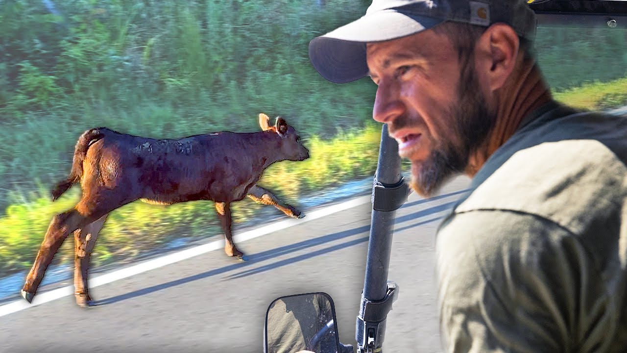 That’s Our New $1000 Calf Running Away...