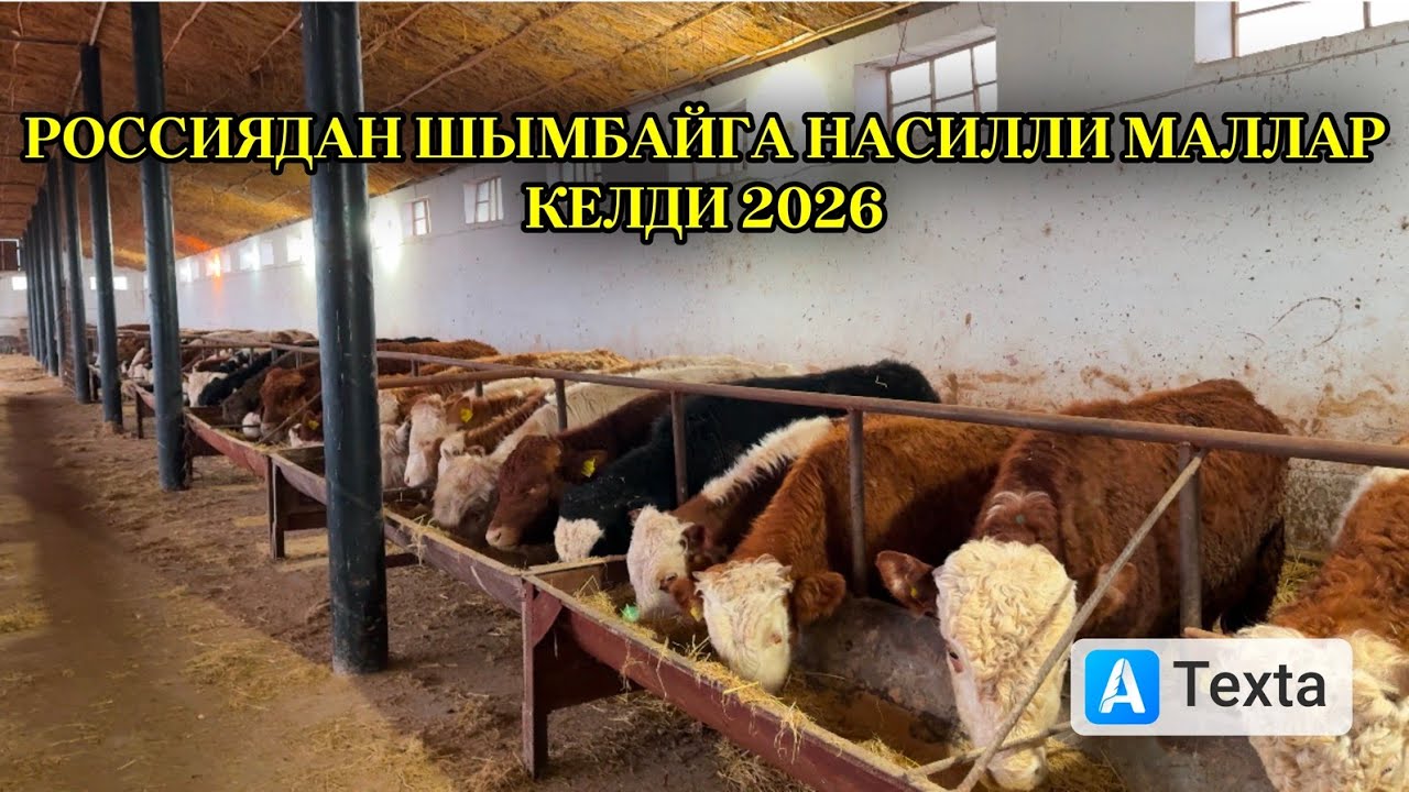 ЗОР НАСИЛЛИ ТАНАЛАР КЕЛДИ/ДЕМ БЕРМЕС