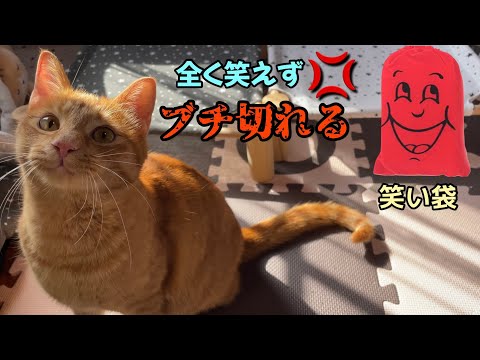 猫に笑い袋を与えたら…笑うどころかブチ切れました。