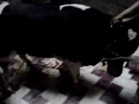 محاولات ذبح اضحية عيد الاضحى 2013