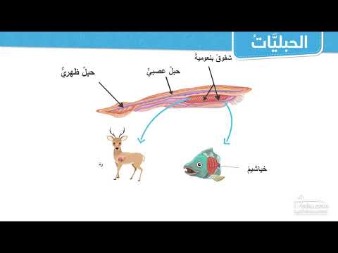 الحبليات الحبليات الفقارية الحبليات اللافقارية