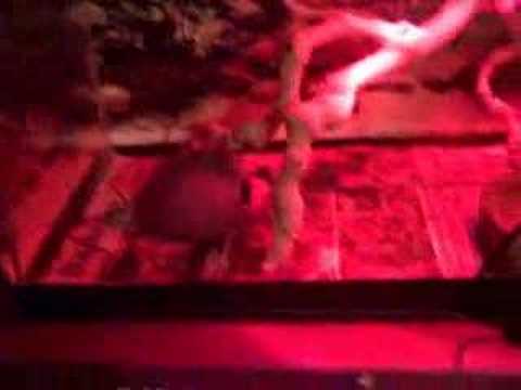 snake oil Snake Tips: Boa Care Pt 2