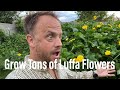 How to Grow Tons of Flowers on Luffa in Hot Climates (and attract Sphinx moths!)