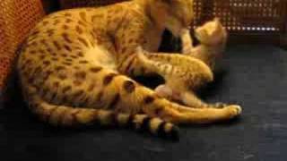 AJSavannahs F1 Gabatta and F2B Calla, Savannah kittens, Savannah cats