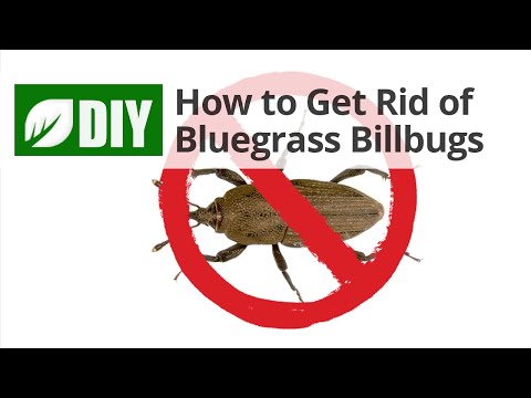 Vídeo: Com és el bluegrass billbug?