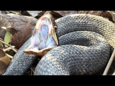 Video: Qué causa el leucostoma en los albaricoques: cómo tratar los síntomas del cancro del leucostoma del albaricoque