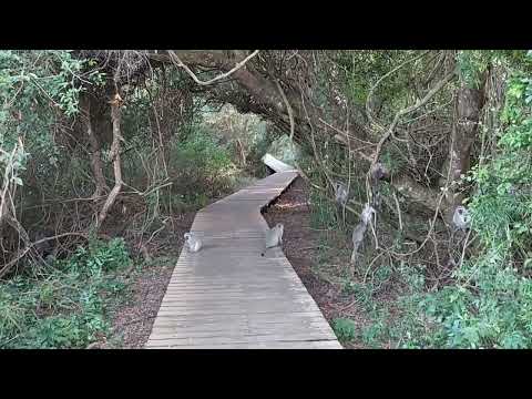 St Lucia (iSimangaliso Wetland Park) South Africa