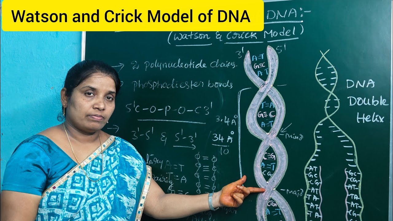 Watson and Crick Model of DNA Structure l Double Helical Structure of DNA l  