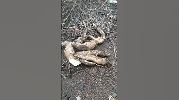 cách tạo ra chiếc bánh khoai mì chuối