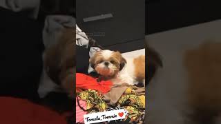 Insta Reel Tomato Tommie Innocent Face Deepthi Sunaina