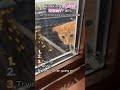 Ranking the FUNNIEST Kitten Fails 🐱💀 #catfails #cutekittens #viral #shorts #ranking #pets #lol