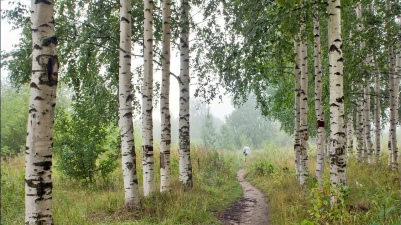Березка русская ул 16 фото