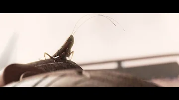 Is the cockroach in WALL-E a robot?