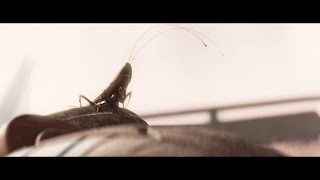 Wall-E, But Its Just The Roach