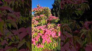Cornus kousa Scarlet Fire® (‘Rutpink’) # PP28,311 #gardening #dogwood #landscaping #gardendesign