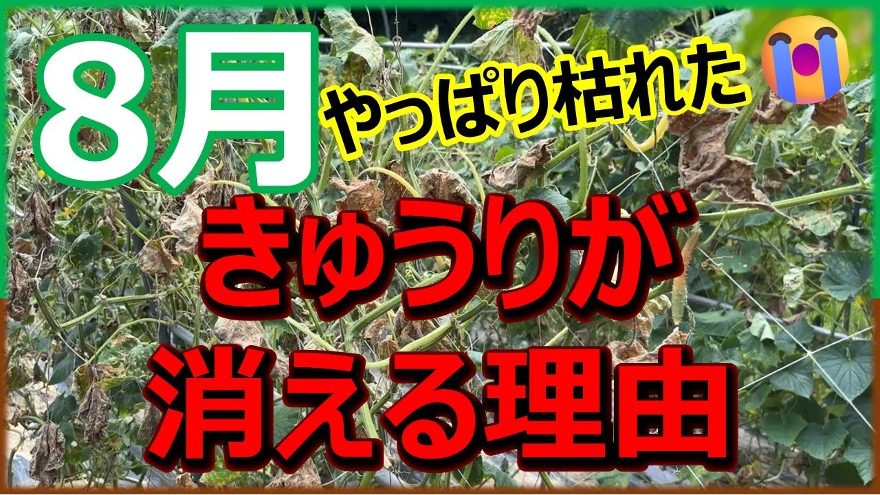 They withered after all] Why cucumbers disappear in August - YouTube