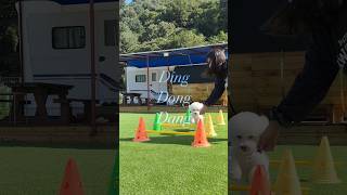 가평 딩동댕 애견 스파 풀빌라｜ 카라반 | New Day